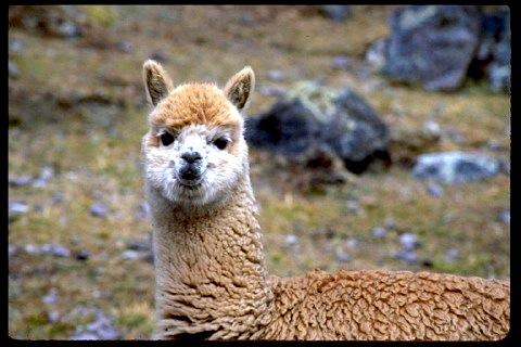 See llamas at Awana Cancha Exhibition Center