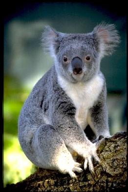 Visit Koalas at Kennett River