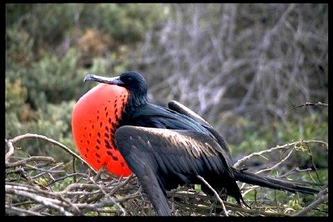 A frigate bird