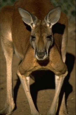 Come face to face with kangaroos