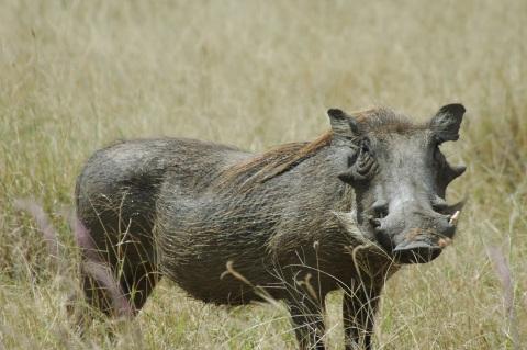 Keep a look out for wild hogs!