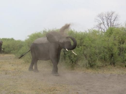 Elephant mud bath!