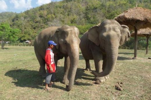 Learn how to interact with the elephants