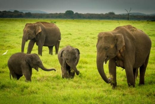 Elephants at Minneriya Park