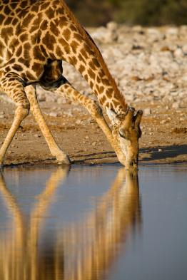 See giraffes at the water hole