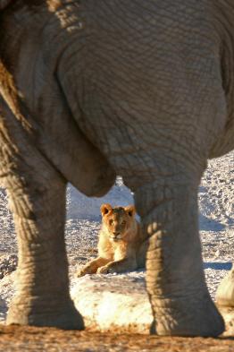 Elephants and lions are among the animals you will observe in Etosha National Park