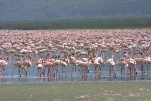 Witness hundreds of thousands of pink flamingos at Lake Nakuru