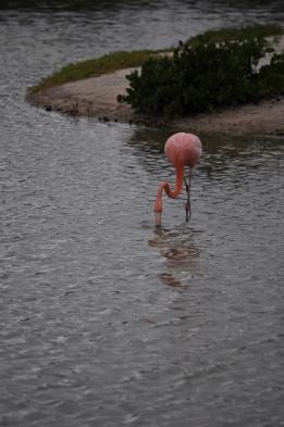 See graceful flamingos in super-salty lagoons
