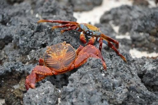 See abundant Sally lightfoot crabs