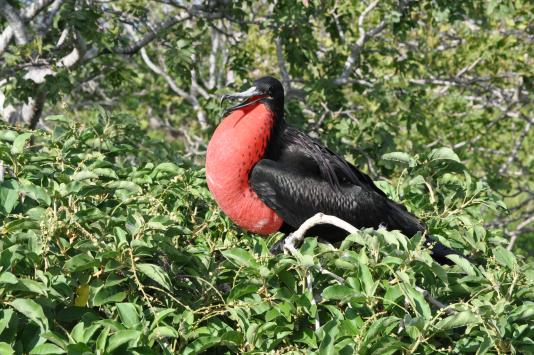 Male frigatebird displaying his inflated red throat pouch