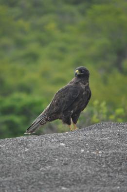 See the Galapagos hawk on Isabela Island