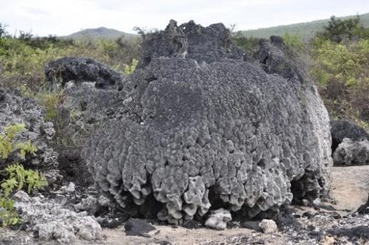 Marvel at coral skeletons on land