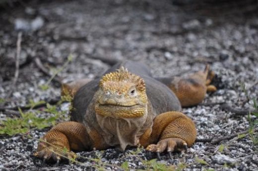 Look for land iguanas at Dragon Hill