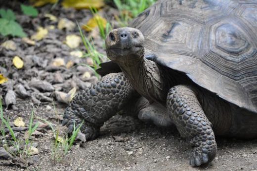 Look for Santa Cruz's wild tortoises