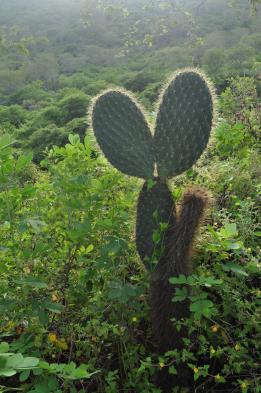 South Plaza has abundant plant and bird life