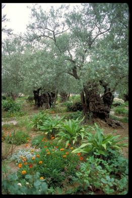 Ancient olive tree in the Garden of Gethsemane