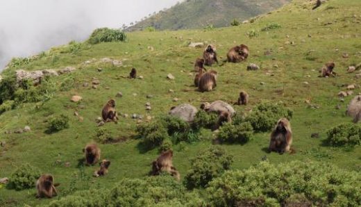 Watch the habits and activities of entertaining Gelada baboons