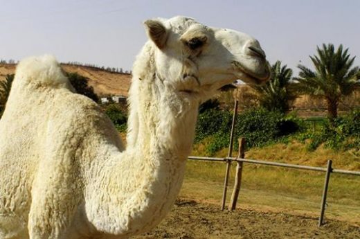 Welcome to Saudi Arabia!