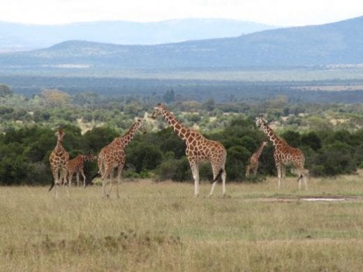 At the Giraffe Center