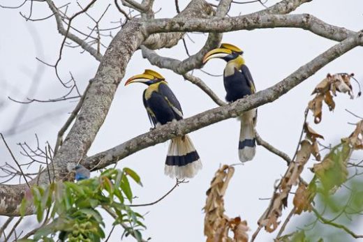 Great Hornbill can be seem in Manas (Photo: Avijit Sarkhel)