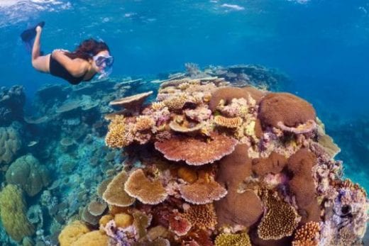 Snorkel the Great Barrier Reef