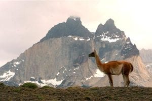 Spot snow-spattered peaks and guanaco during your drive across Patagonia