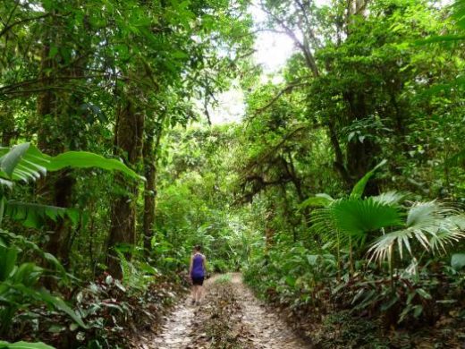 Hike through the dense