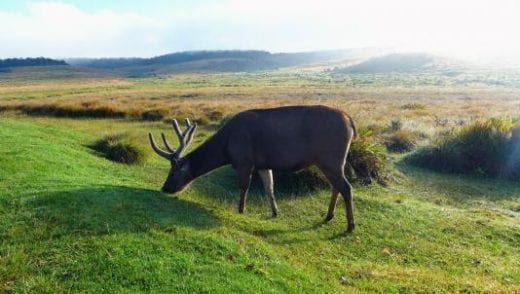 See sambar deer up close at Horton Plains N.P.