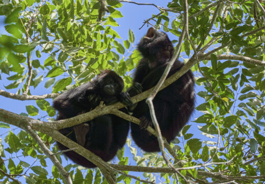 Howler Monkeys