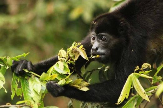 Look for Howler monkeys during your hike.