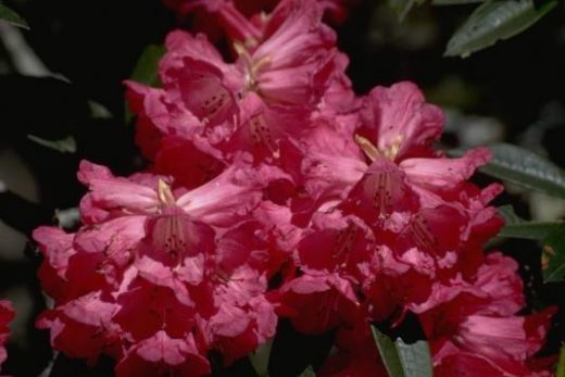 See explosions of rhododendron blooms in the spring