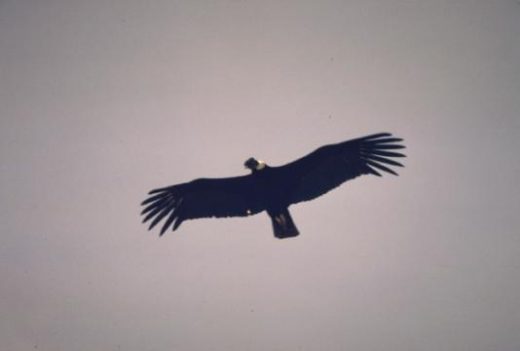 Spot a soaring Andean condor. No other land bird has such a large wingspan.