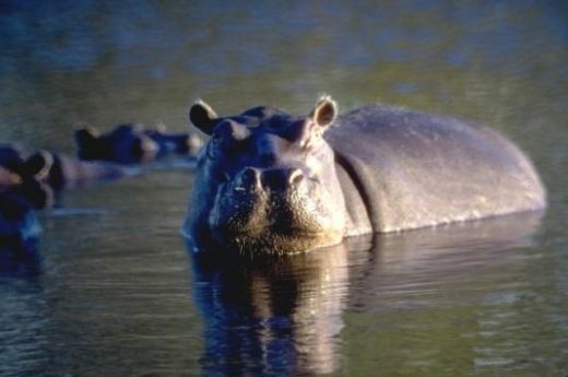 The hippos of the Ngorongoro Crater