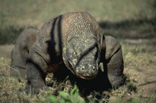 Komodo Dragons