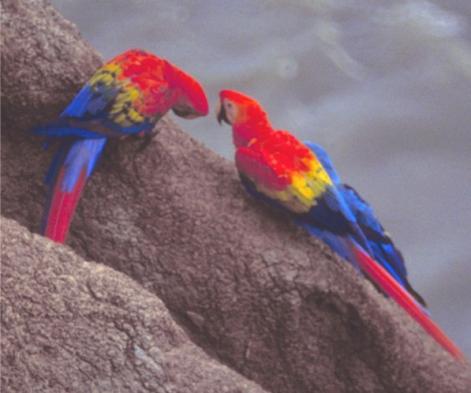 Macaws at the clay lick