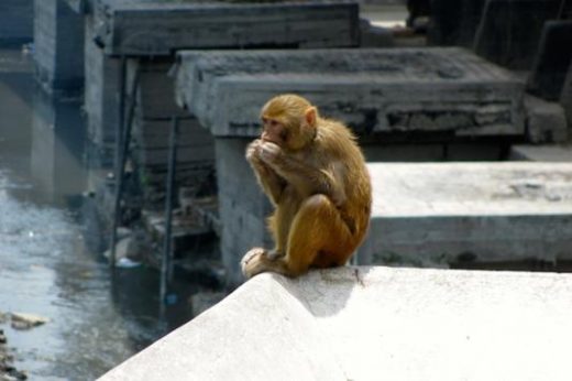 See monkeys roaming in Kathmandu