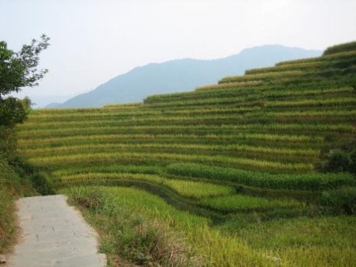 Beautiful terraced rice fields are common in China