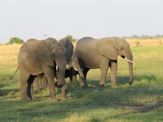 Elephants are a treat in all areas of Botswana