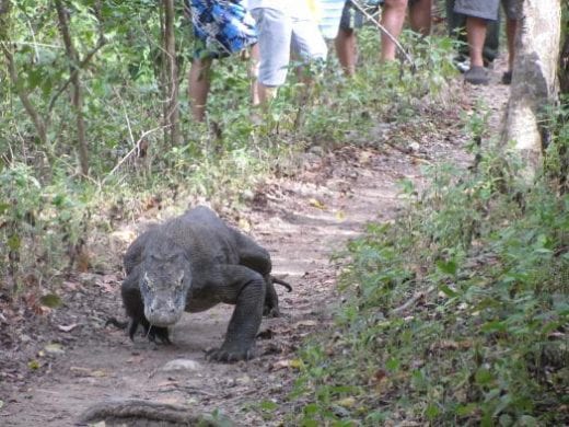 The Komodo Dragon has the right of way