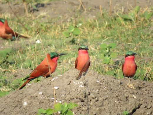 Carmine Bee-eaters of Linyati