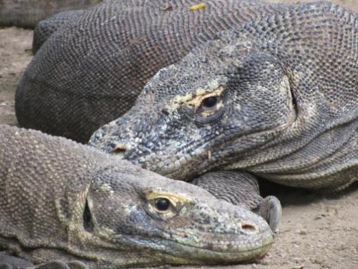 Komodo Dragons await your arrival