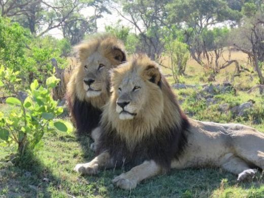 The lions of the Okavango