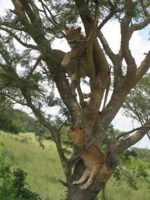 Tree climbing lions