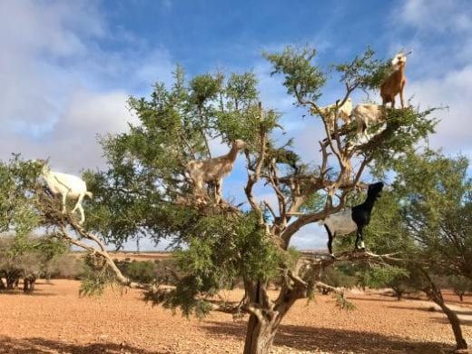 You'll be entertained by the Argan tree goats