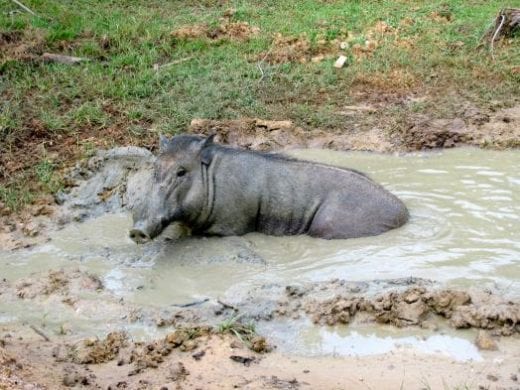 A wild boar bathing in a mud puddle