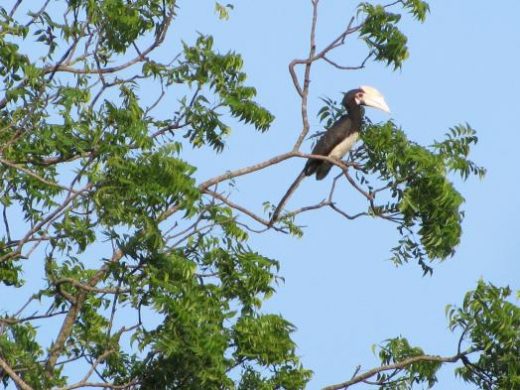 See hornbills at Yala N.P.