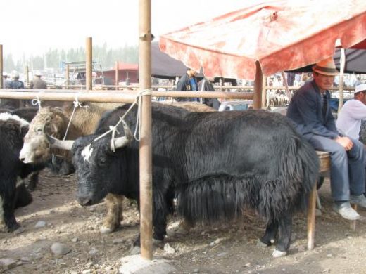Browse the boisterous animal market
