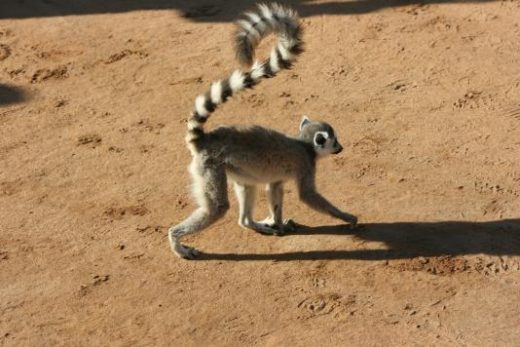 Ringtail Lemur.