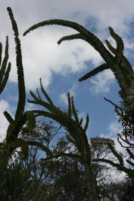 Spiny forest.