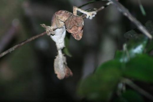 Leaf-tailed gecko.